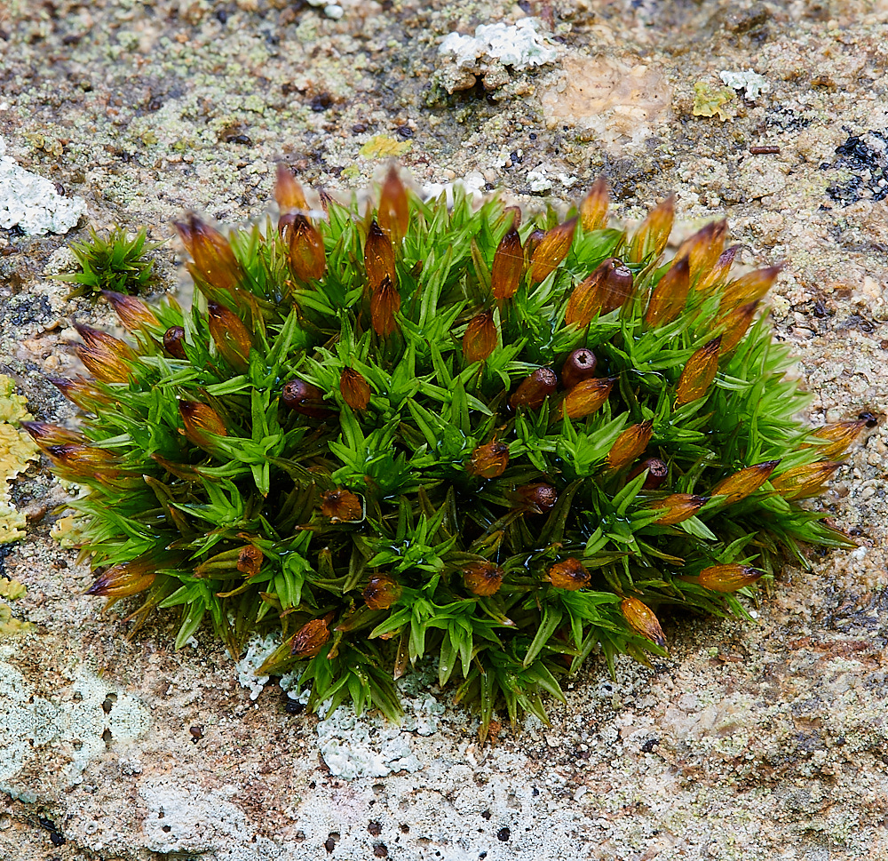AylshamChurchyard0anomalum021222-2