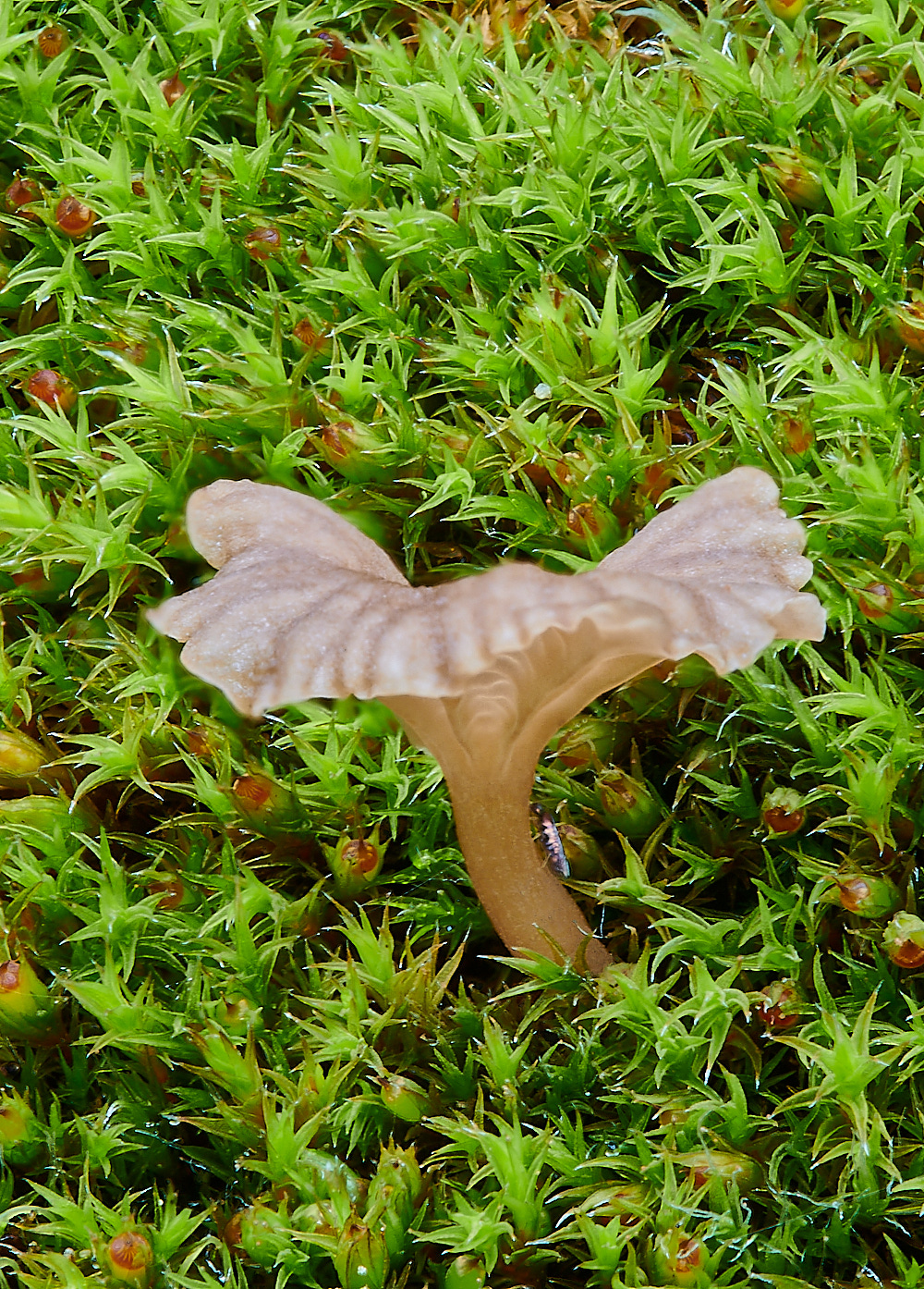 AylshamChurchyardFungus021222-1