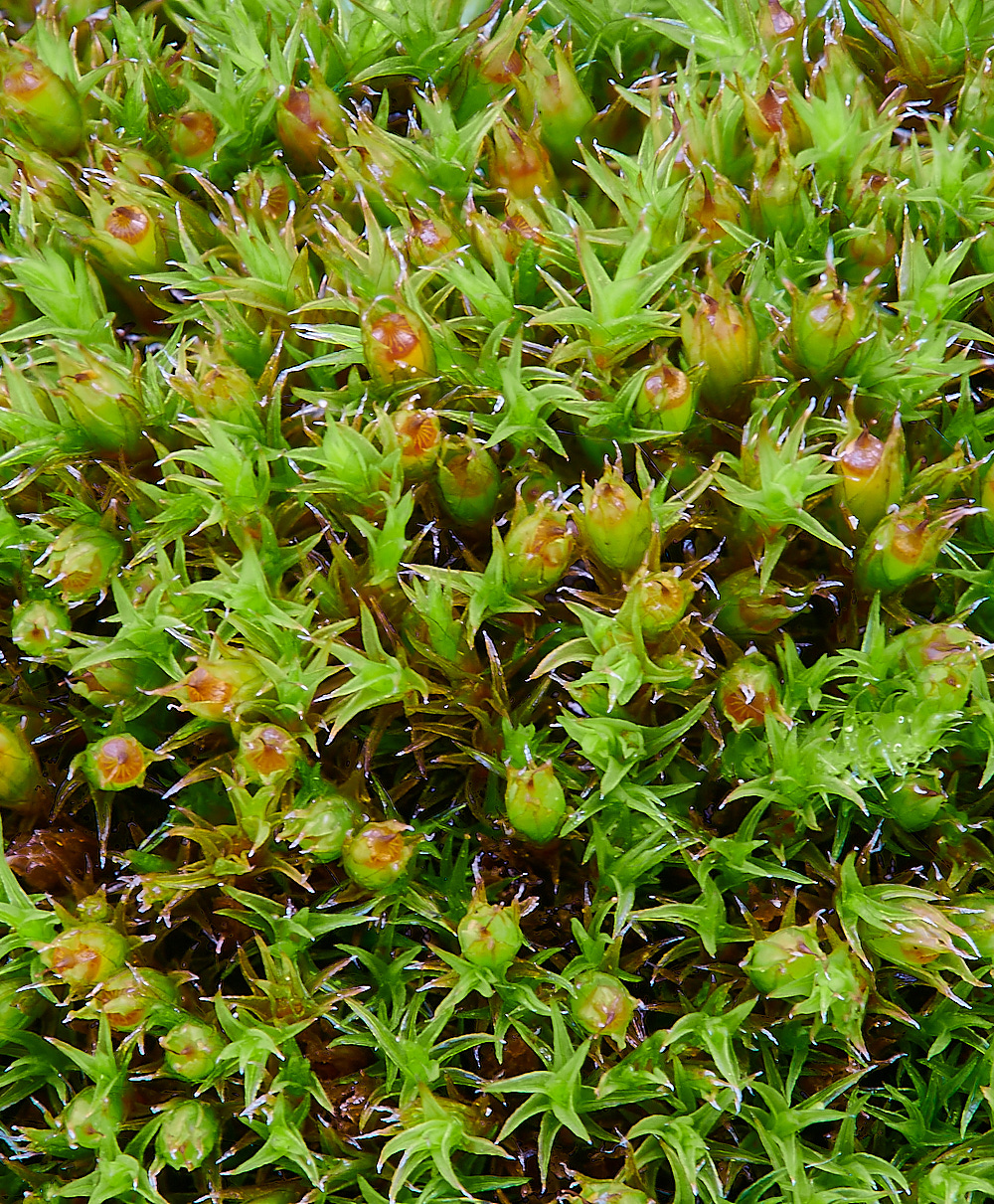 AylshamChurchyardScrassipilum021222-1