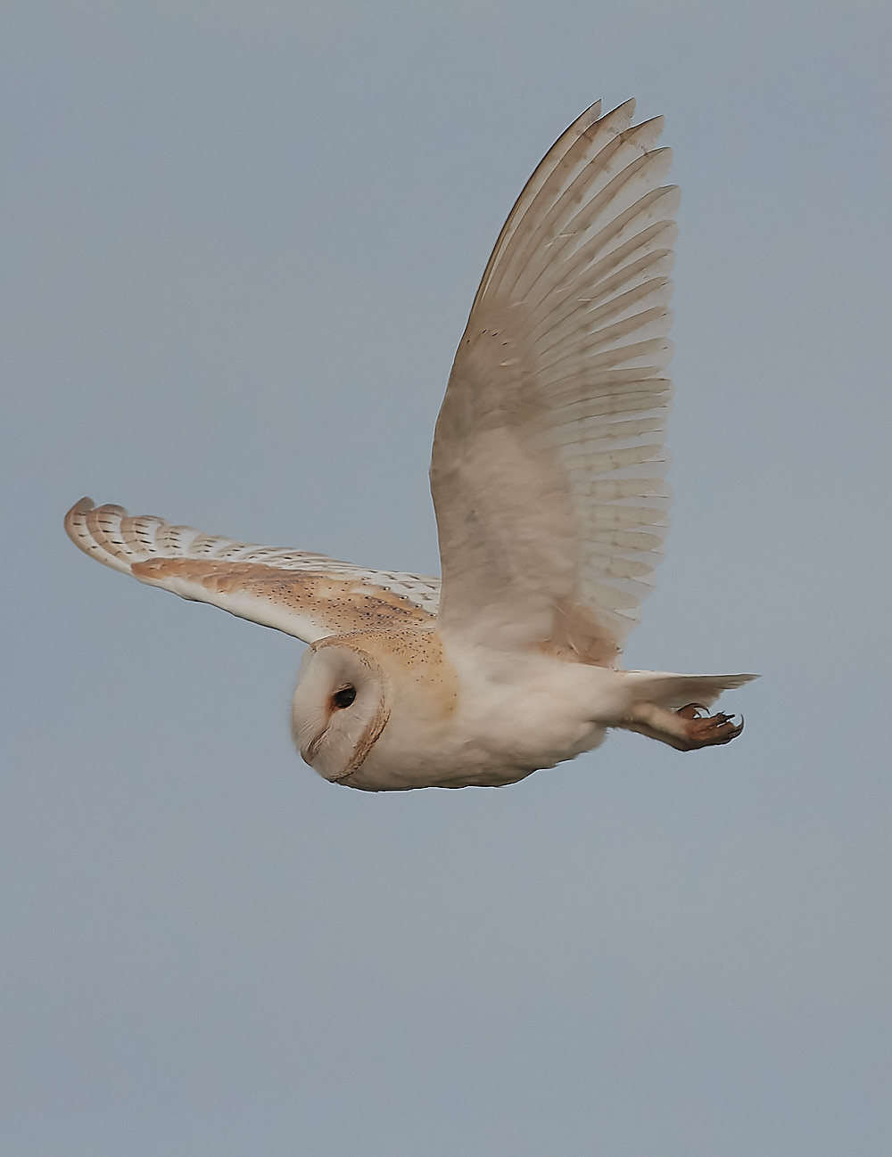 CleyBarnOwl011222-3-NEF_DxO_DeepPRIME