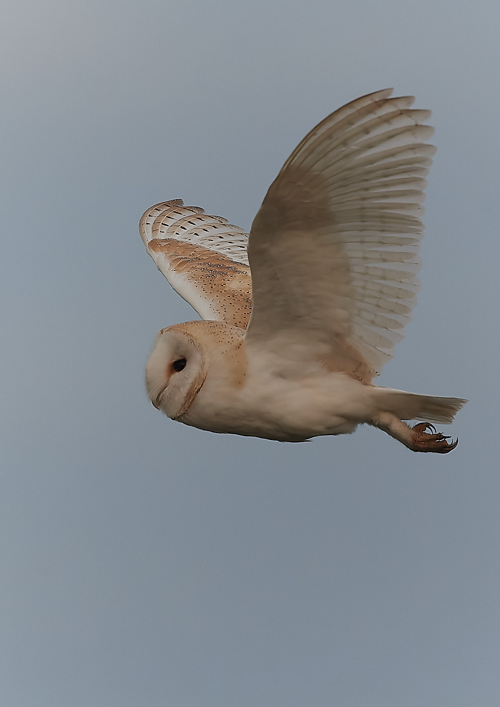 CleyBarnOwl011222-4-NEF_DxO_DeepPRIME