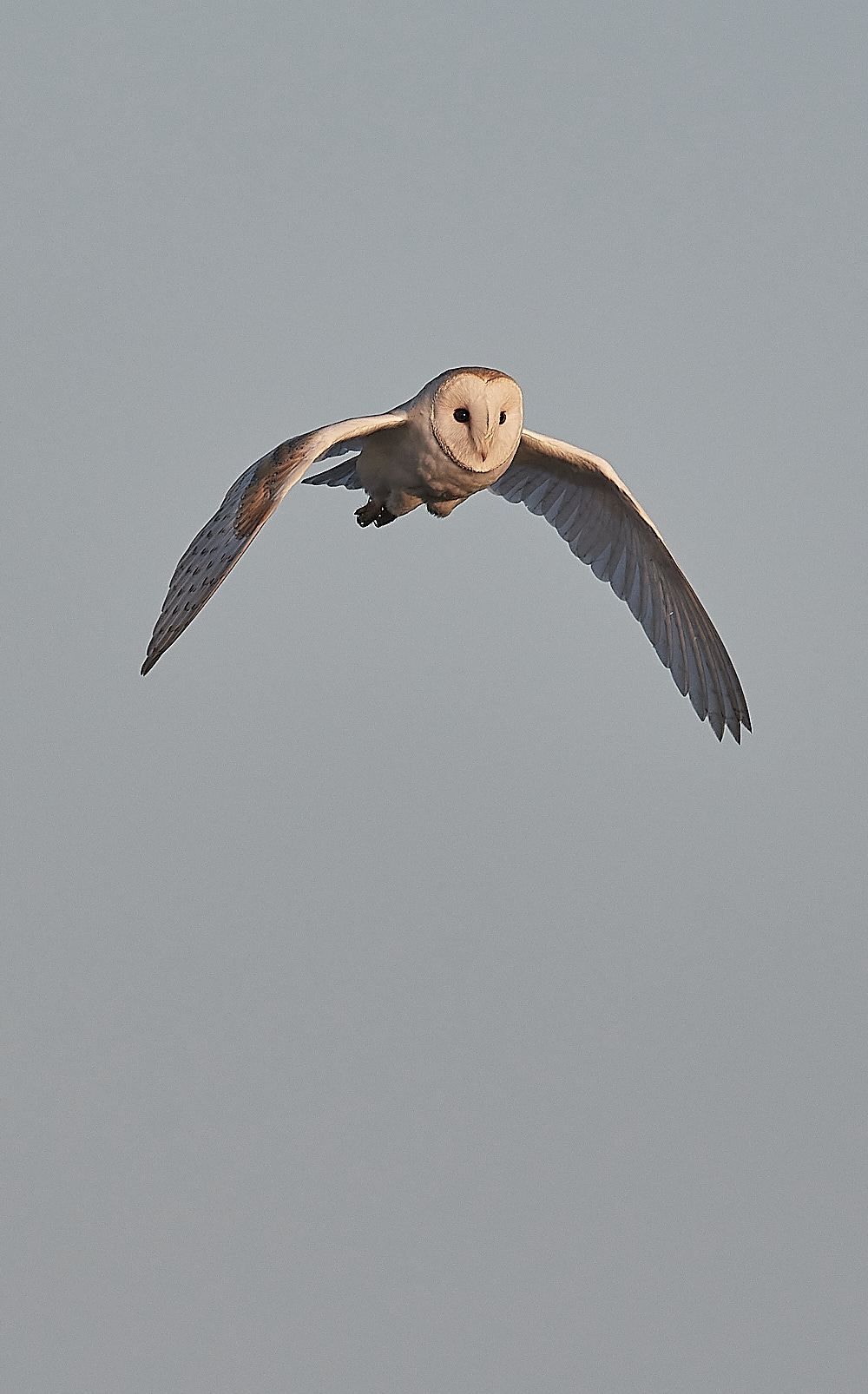CleyBarnOwl241222-1