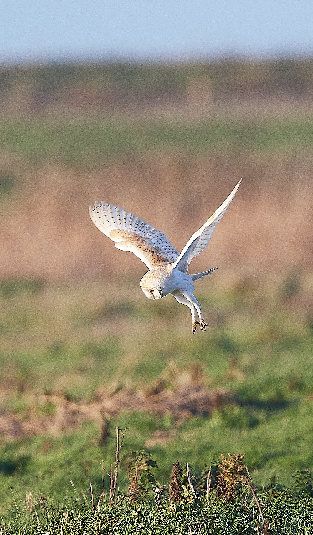 CleyBarnOwl241222-4