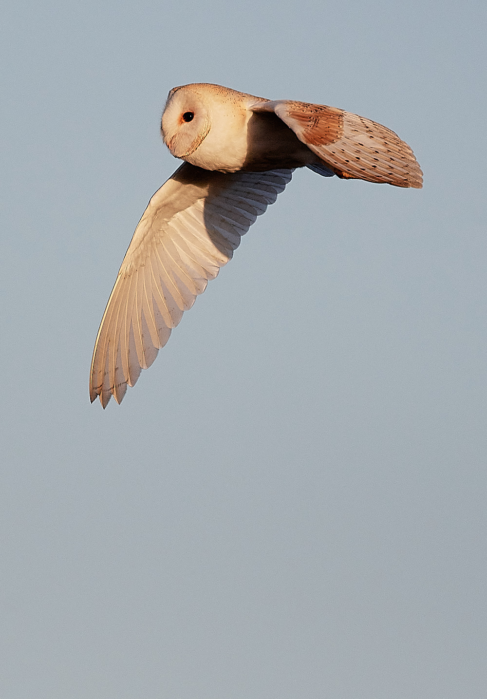CleyBarnOwl241222-6