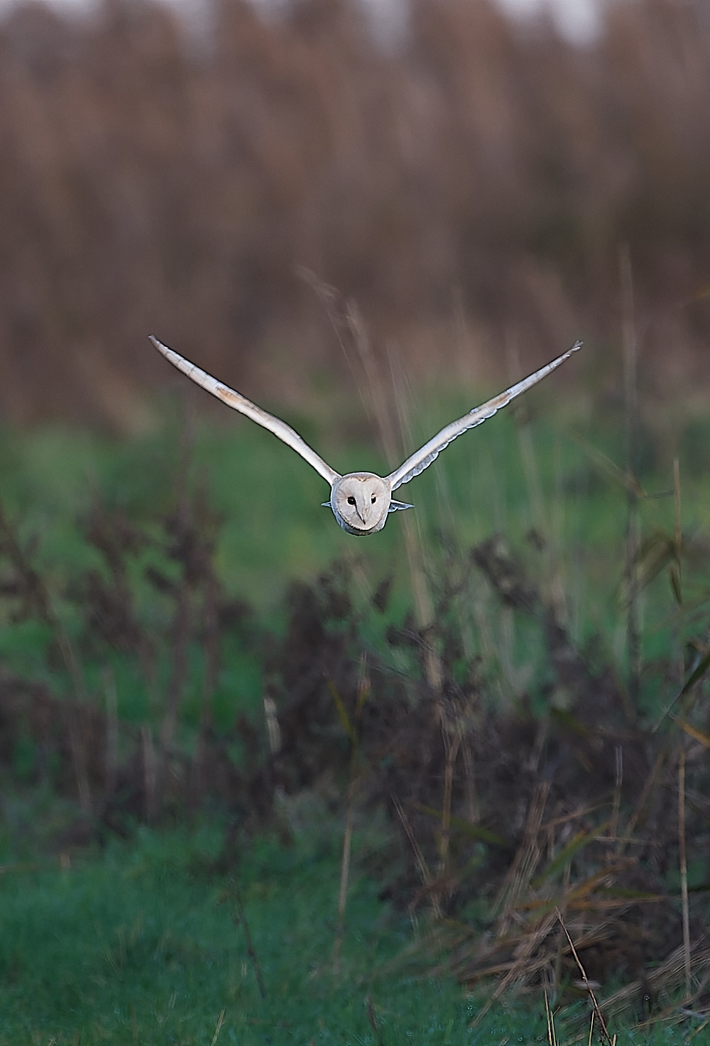 CleyBarnOwl301122-1-NEF_DxO_DeepPRIME