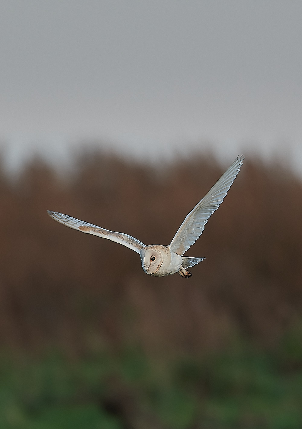 CleyBarnOwl301122-2-NEF_DxO_DeepPRIME