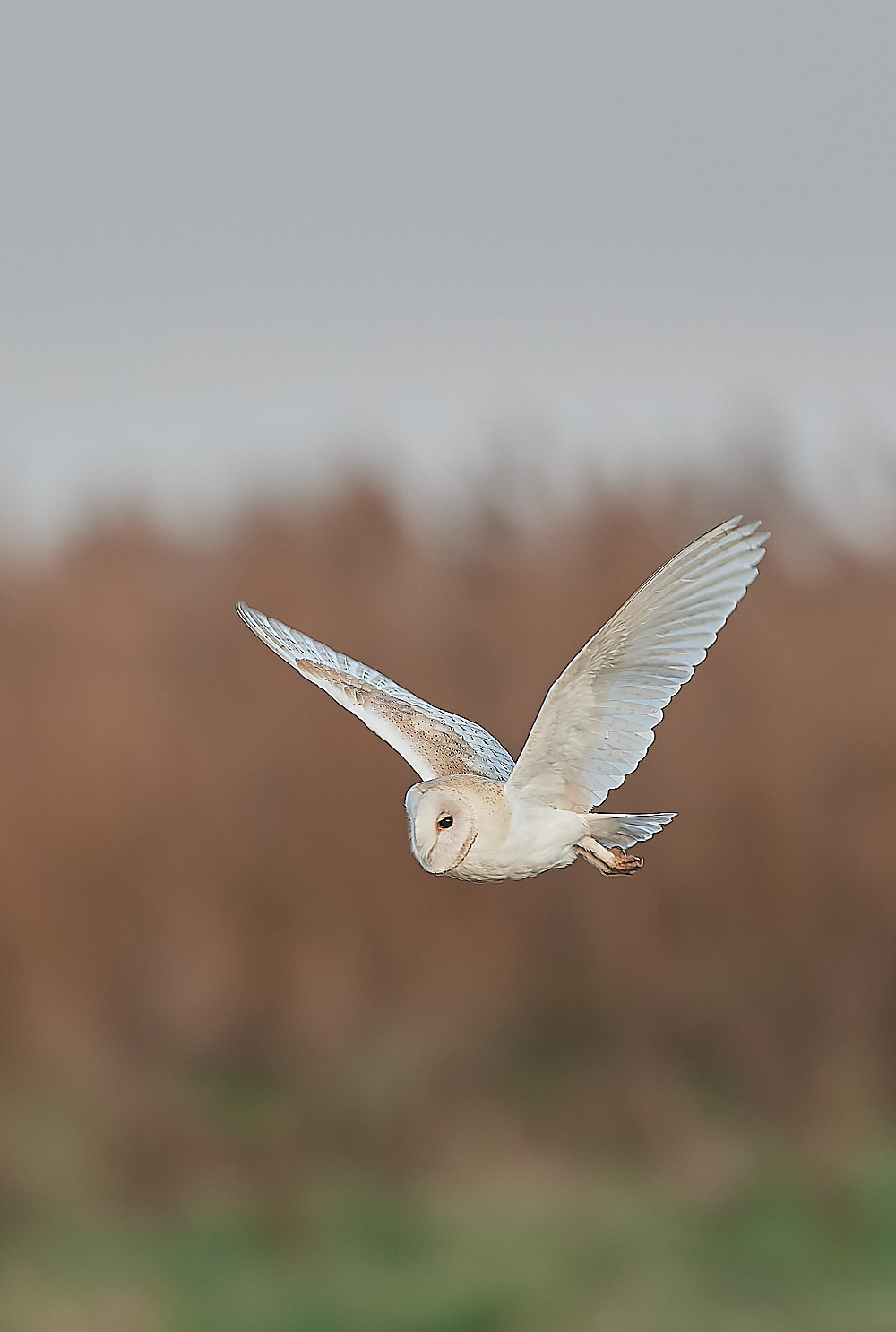 CleyBarnOwl301122-4-NEF_DxO_DeepPRIME