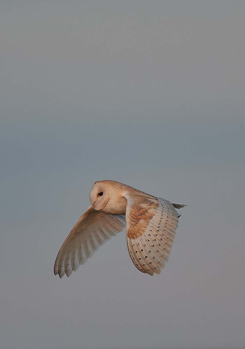 CleyBarnOwl301122-5-NEF_DxO_DeepPRIME