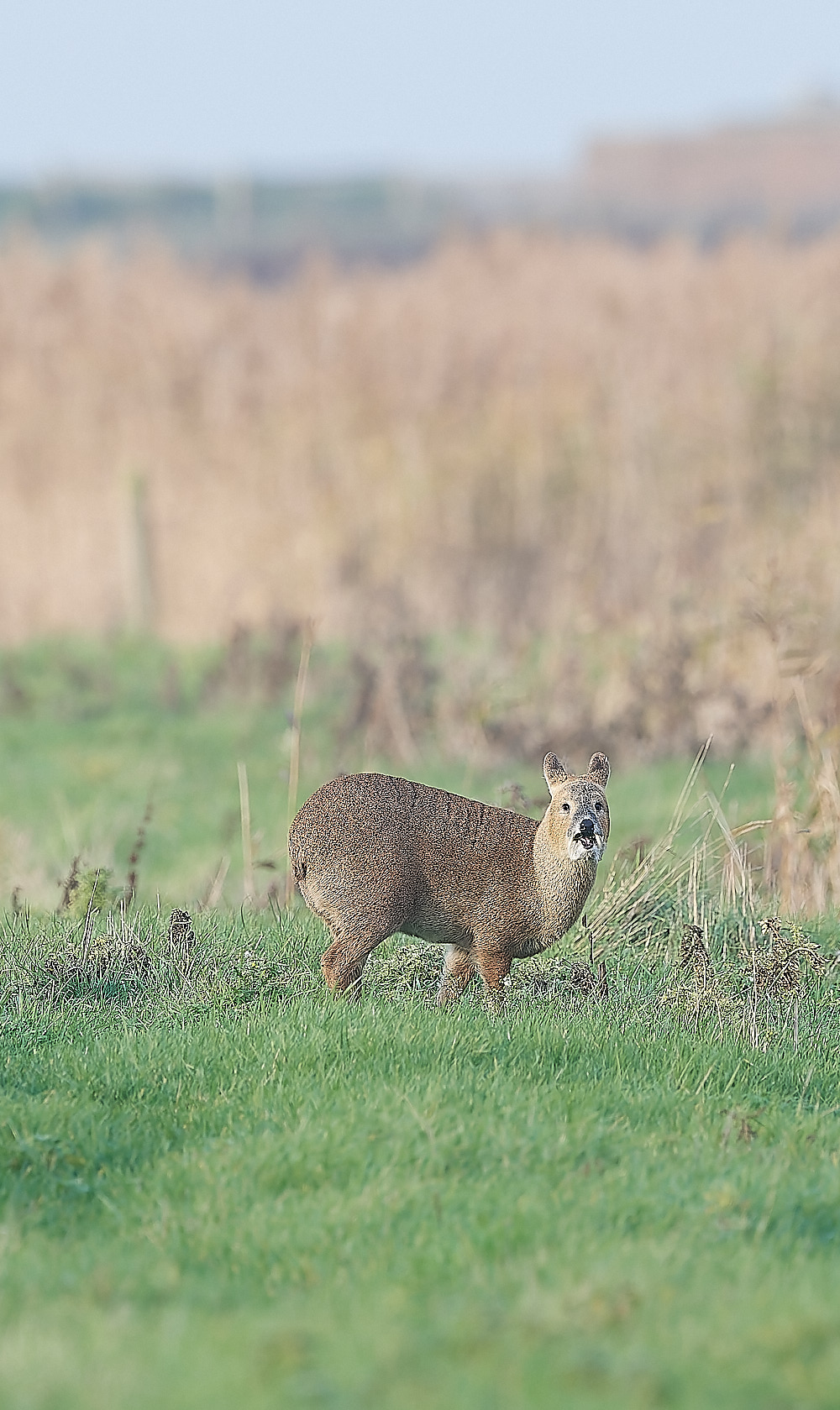 CleyChineseWaterDeer011222-1-NEF_DxO_DeepPRIME