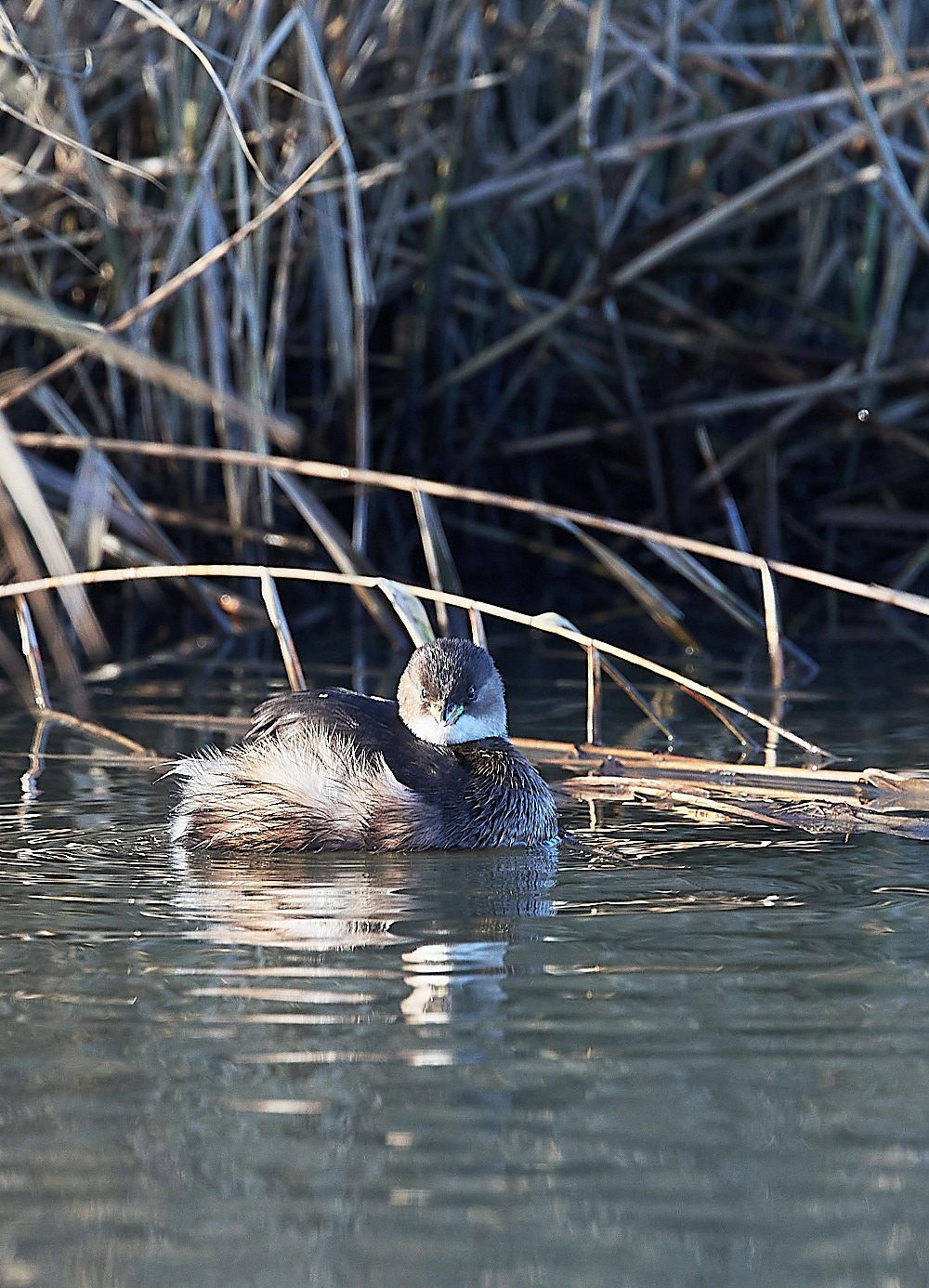 CleyDabchick241222-1