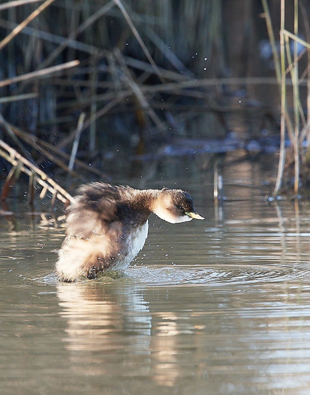 CleyDabchick241222-2