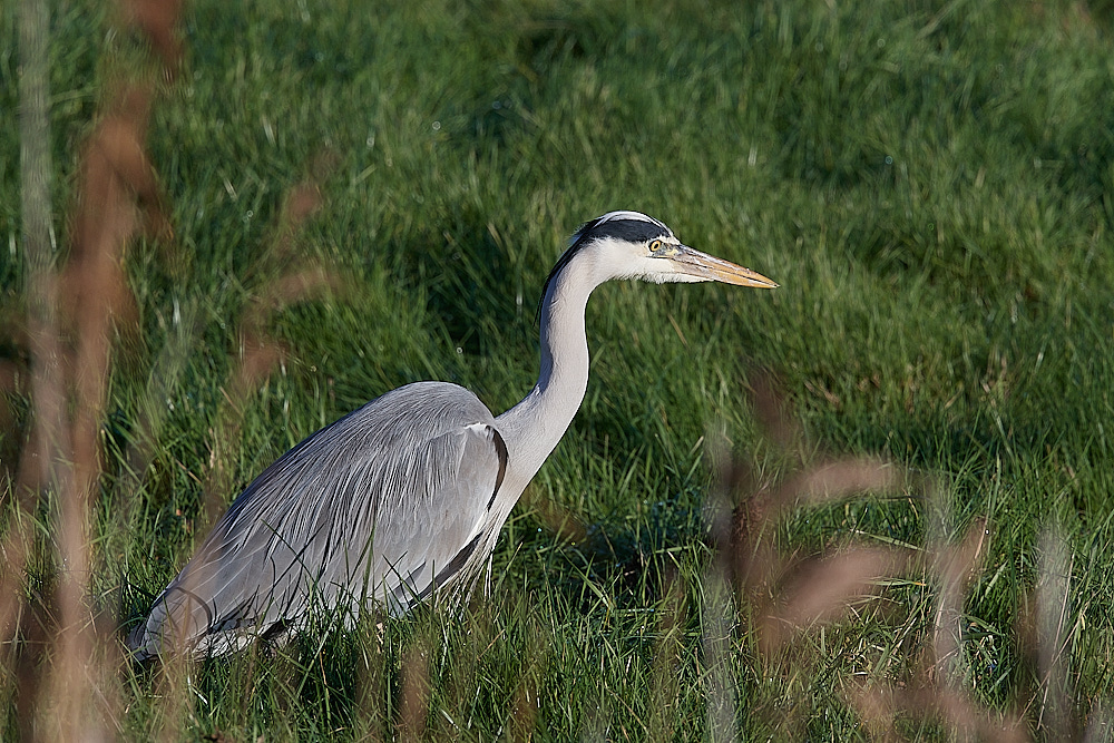 CleyHeron201222-1