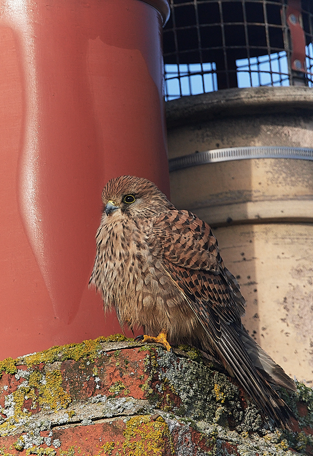 CleyKestrel111222-1