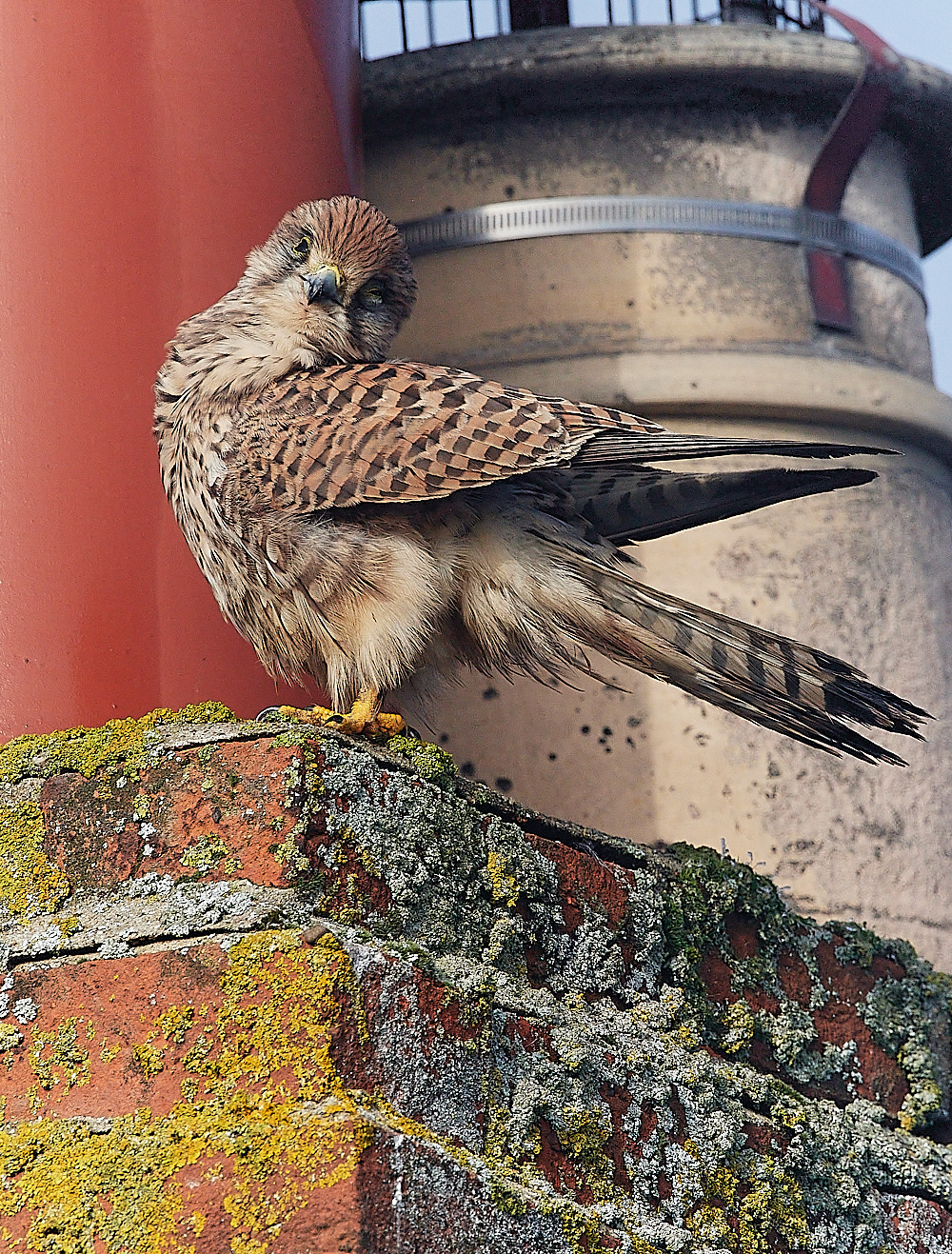 CleyKestrel111222-10