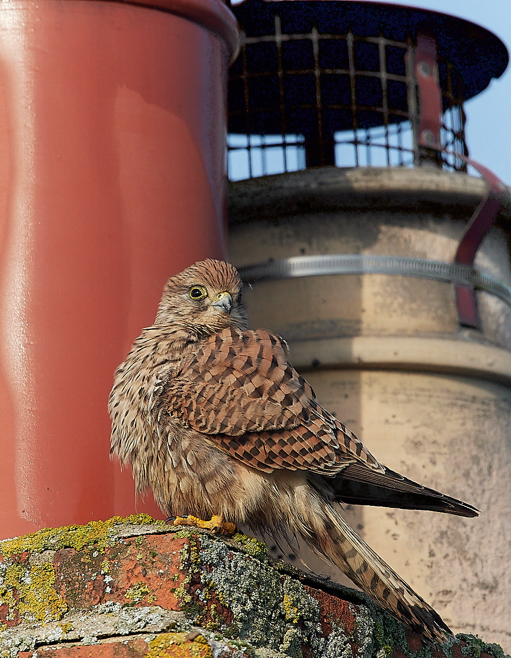 CleyKestrel111222-11