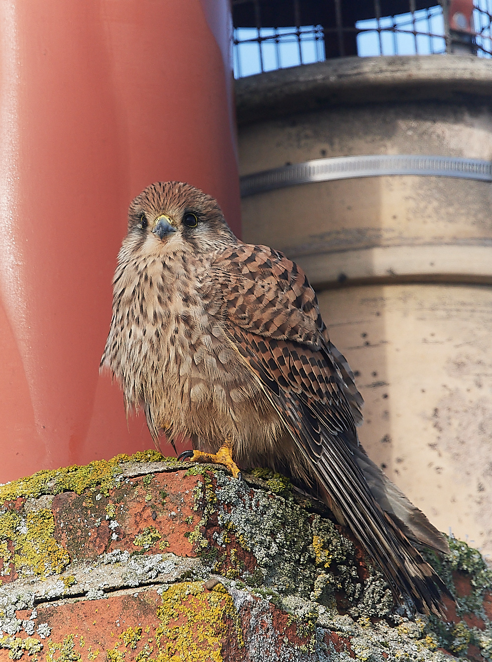 CleyKestrel111222-2