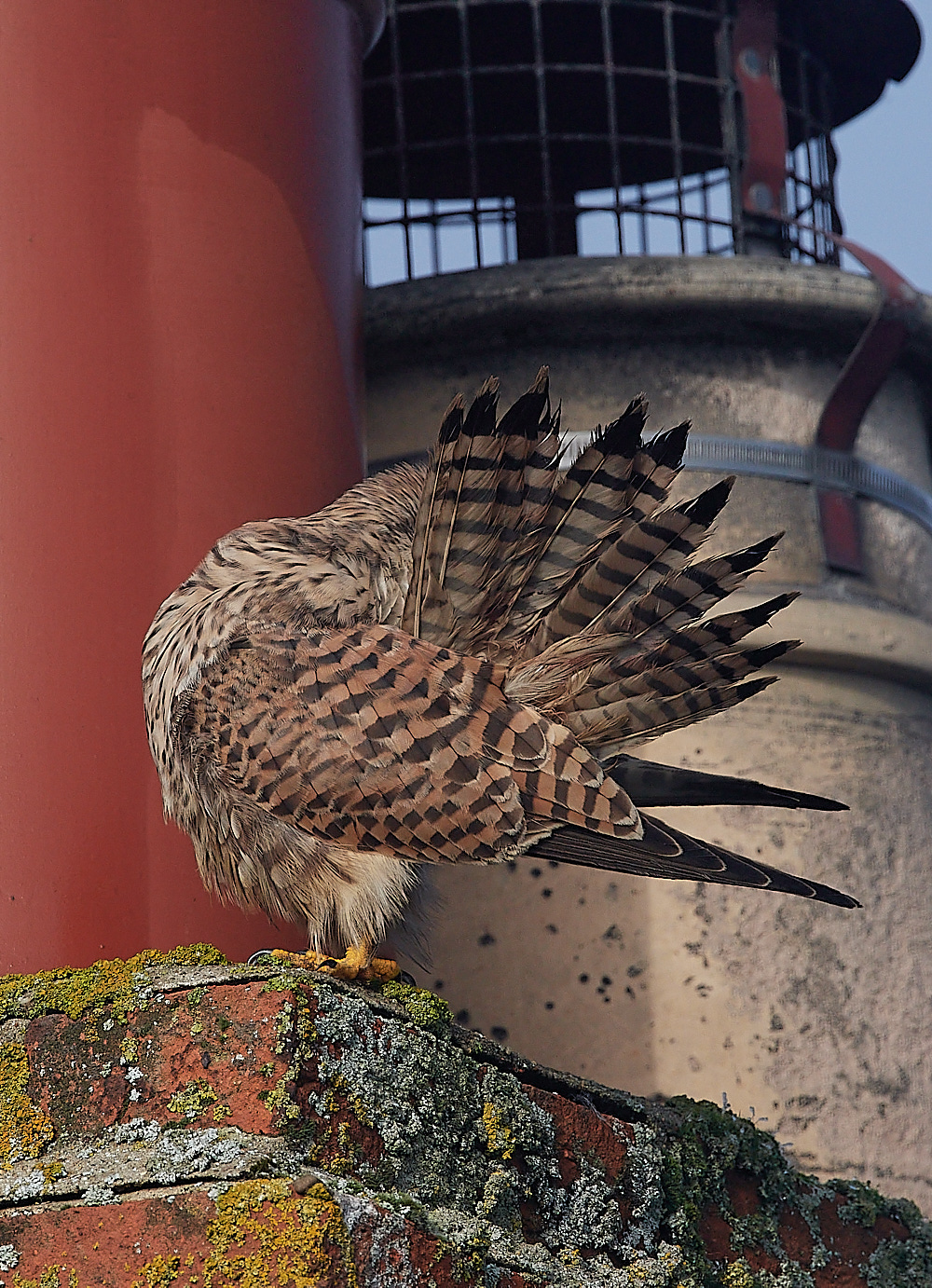 CleyKestrel111222-3