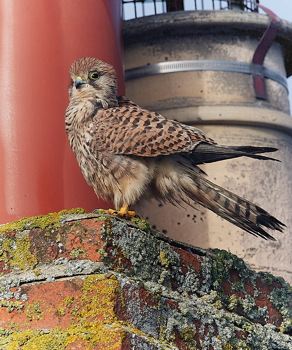 CleyKestrel111222-6