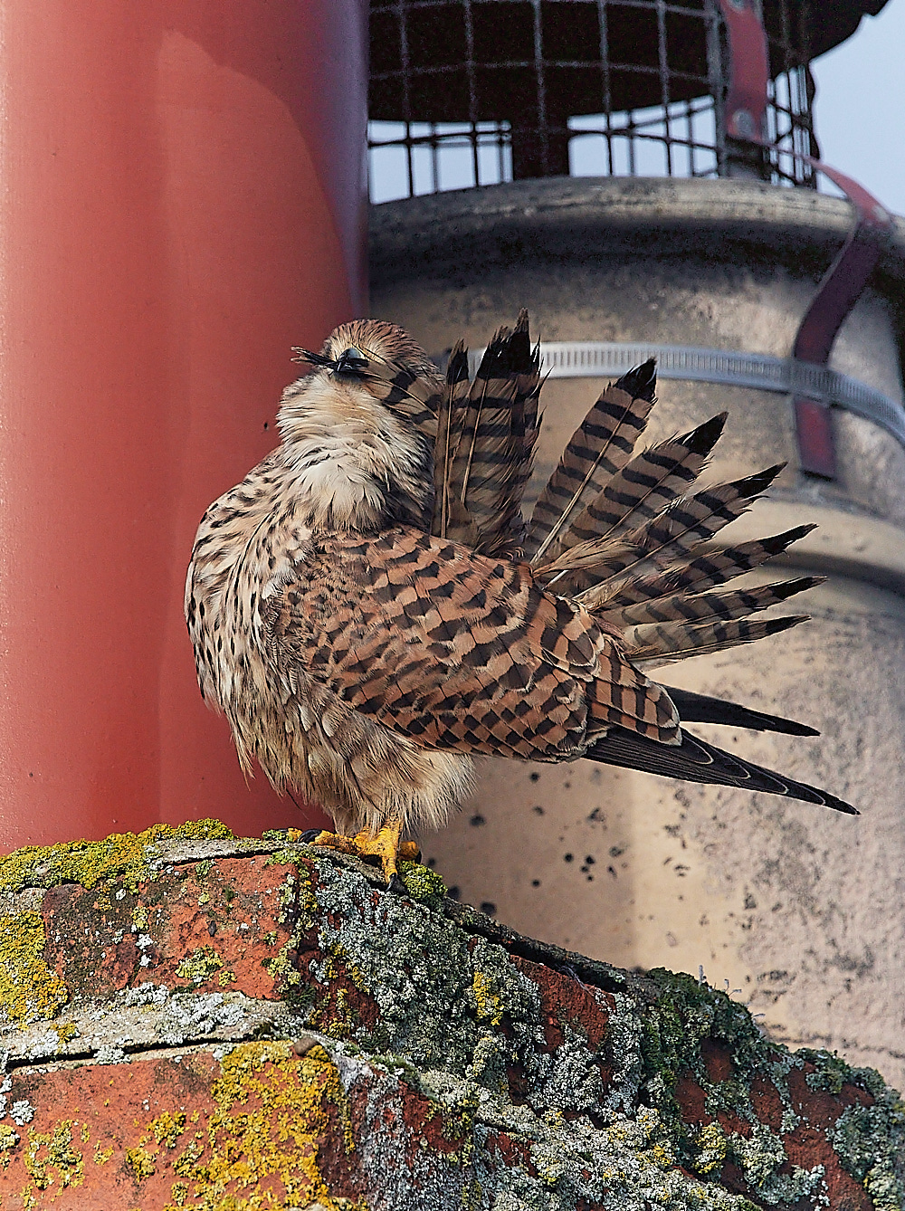 CleyKestrel111222-7