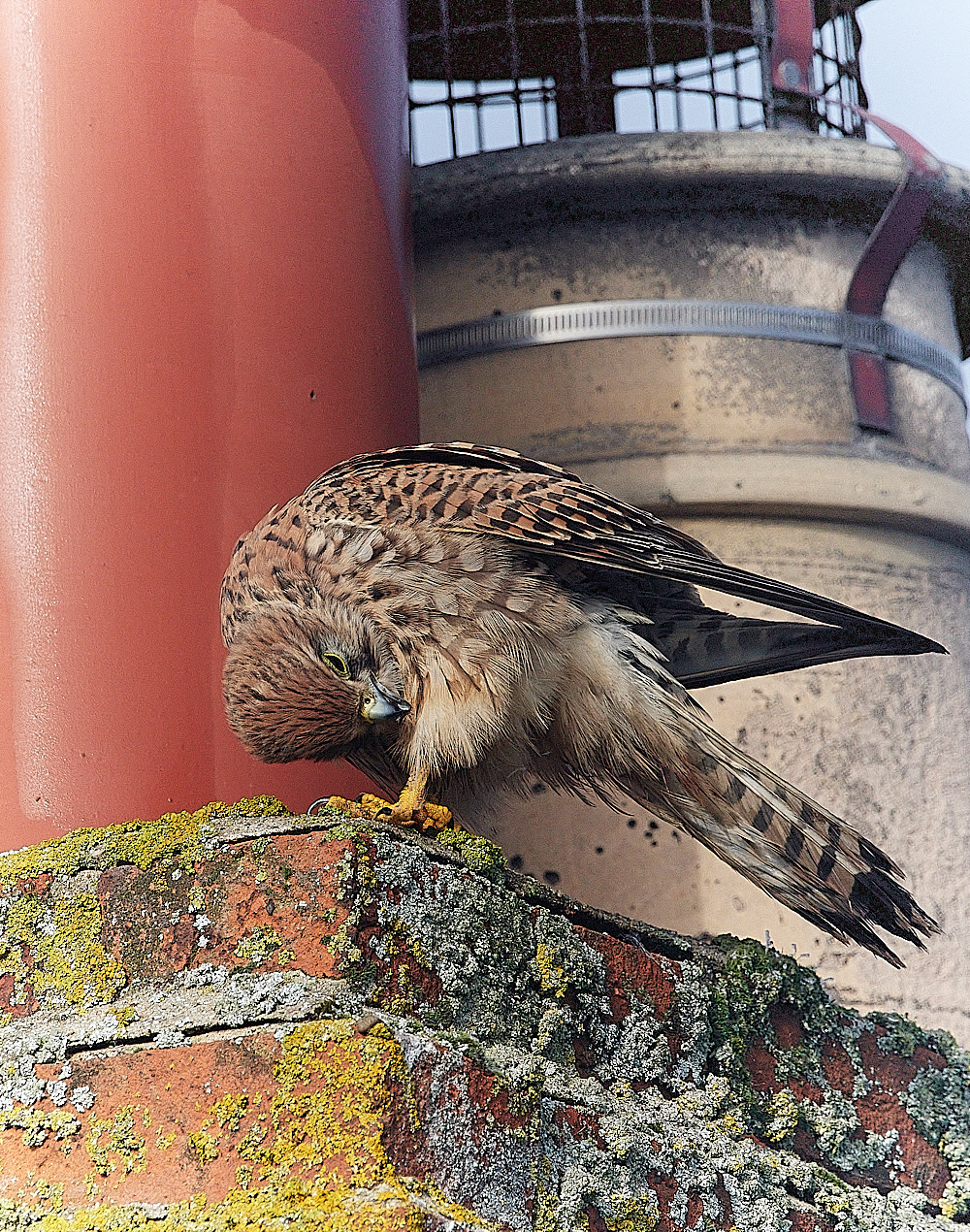 CleyKestrel111222-9