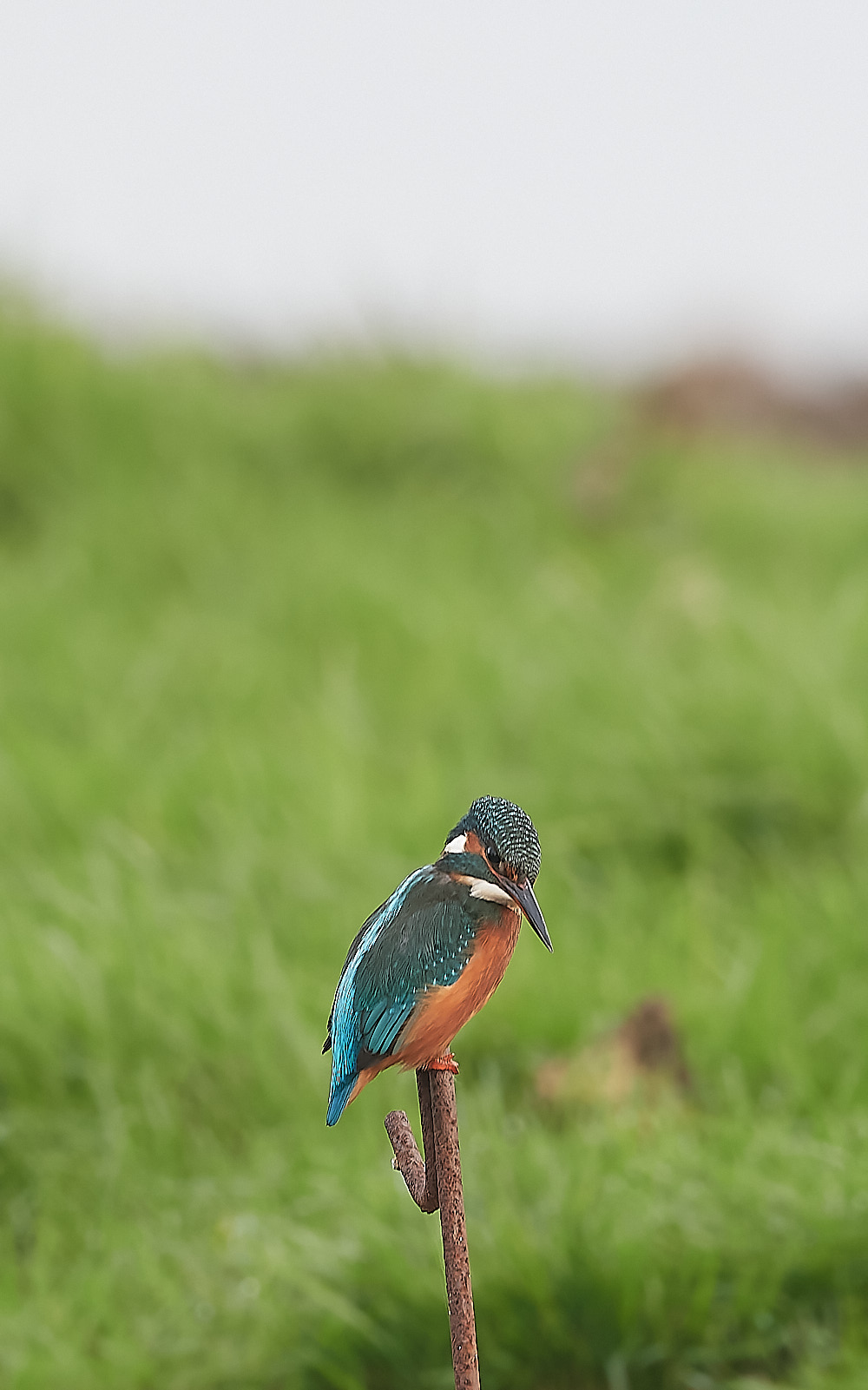 CleyKingfisher011222-1-NEF_DxO_DeepPRIME