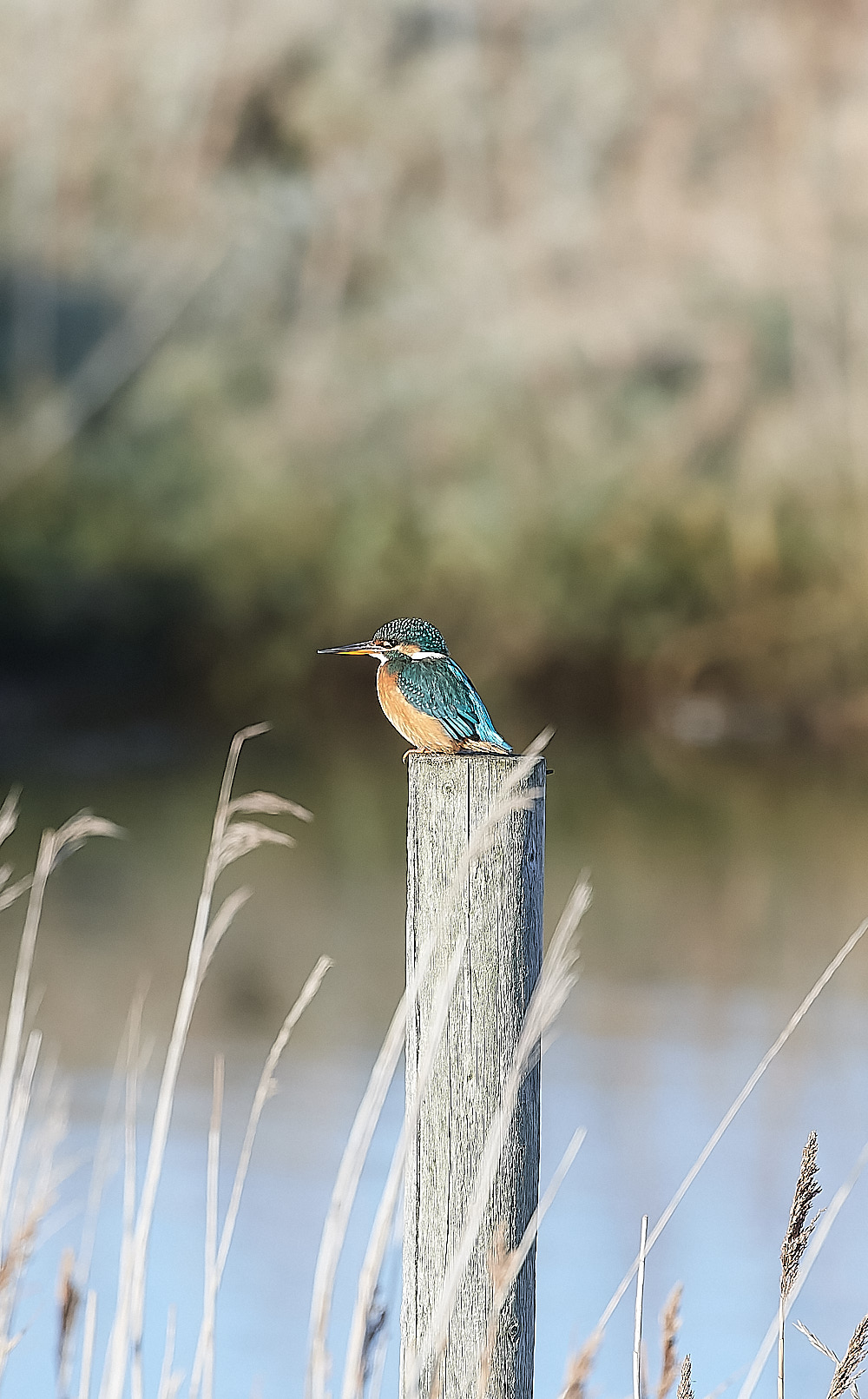 CleyKingfisher201222-1-NEF_DxO_DeepPRIME