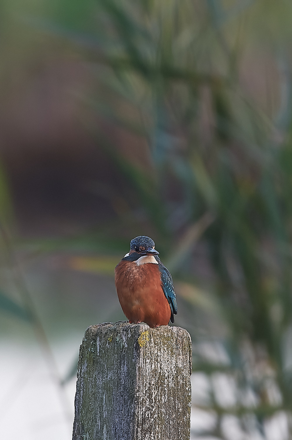 CleyKingfisher301122-1-NEF_DxO_DeepPRIME