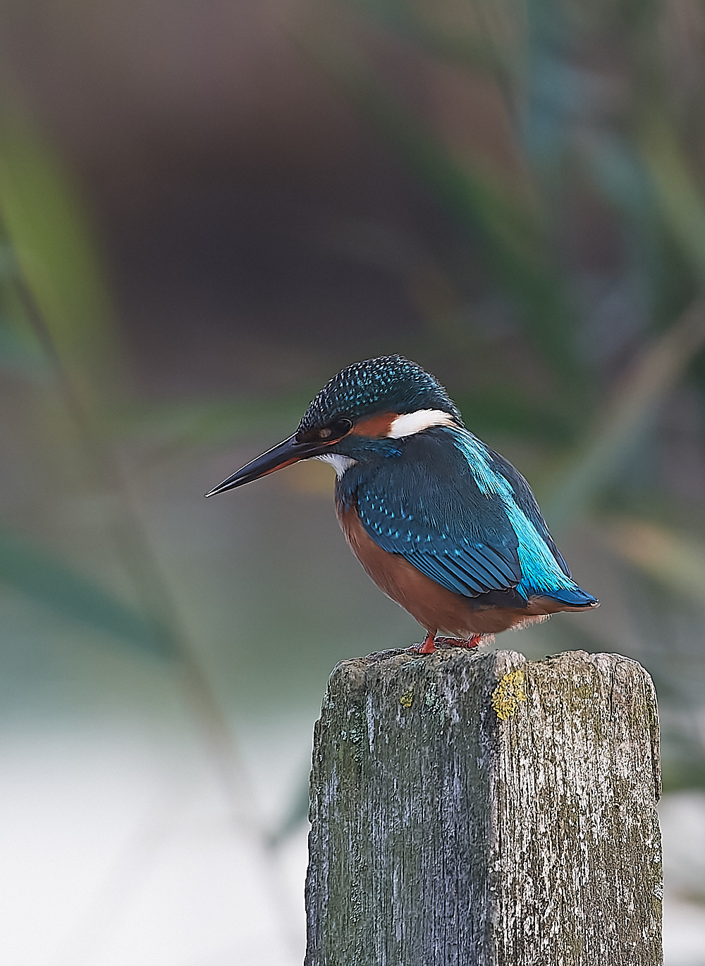 CleyKingfisher301122-2-NEF_DxO_DeepPRIME 1