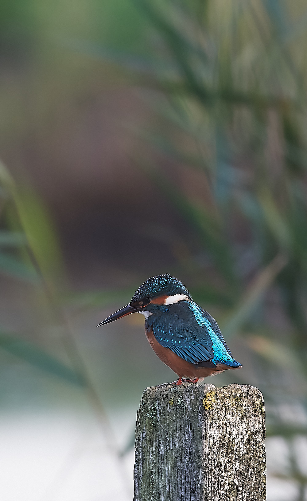CleyKingfisher301122-2-NEF_DxO_DeepPRIME