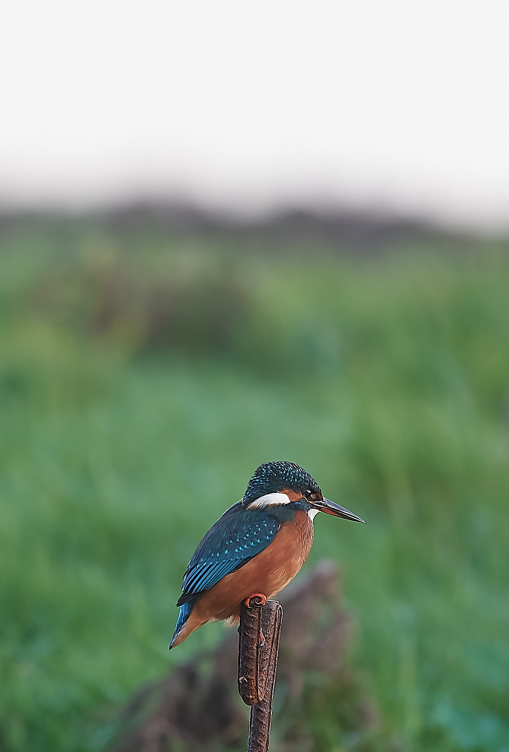 CleyKingfisher301122-3-NEF_DxO_DeepPRIME