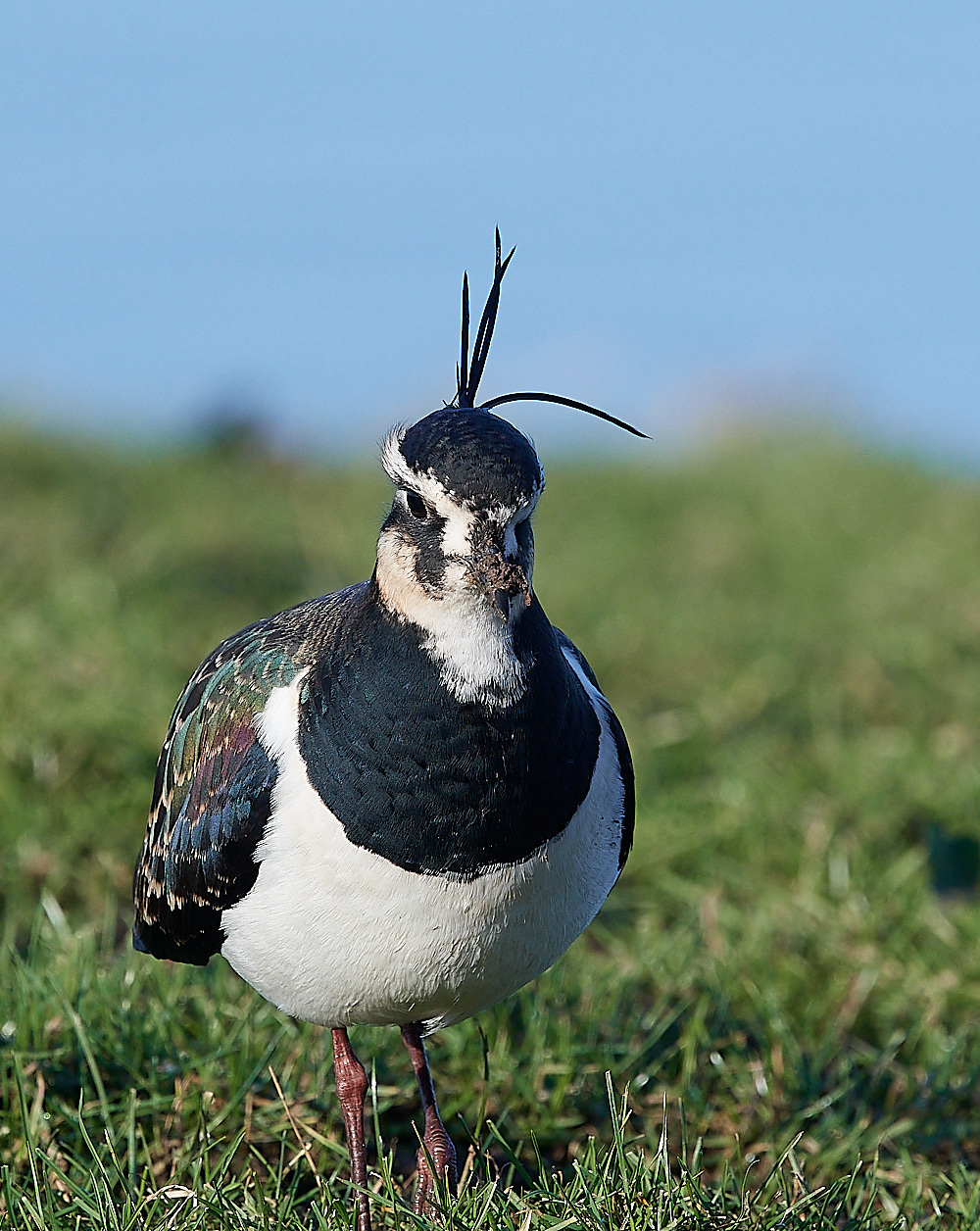 CleyLapwing241222-1