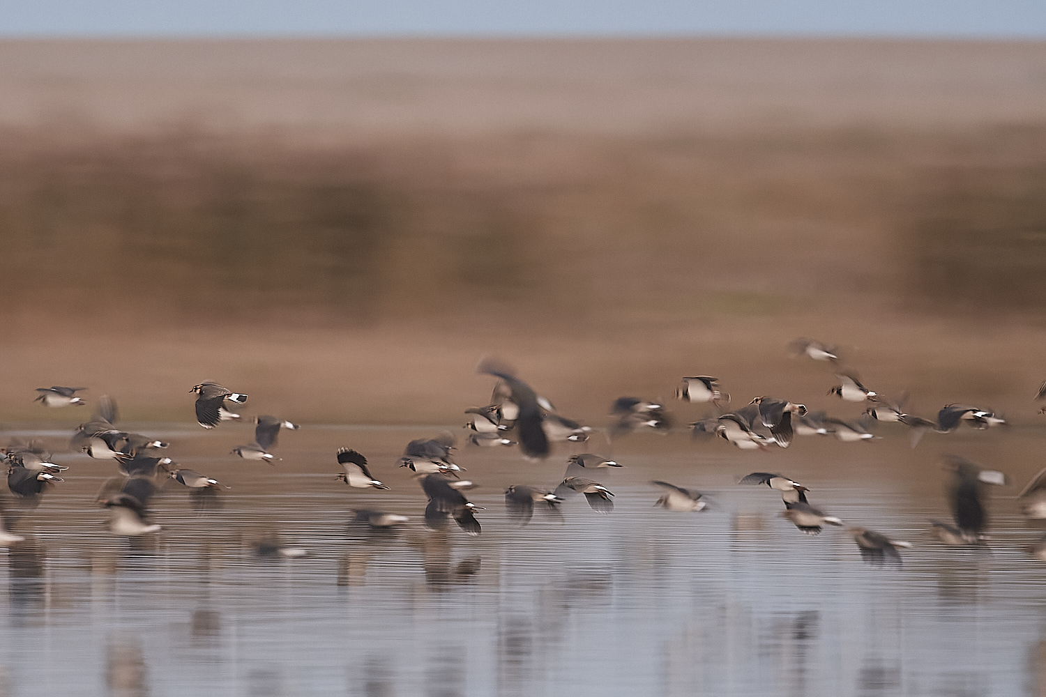 CleyLapwing301122-1-NEF_DxO_DeepPRIME