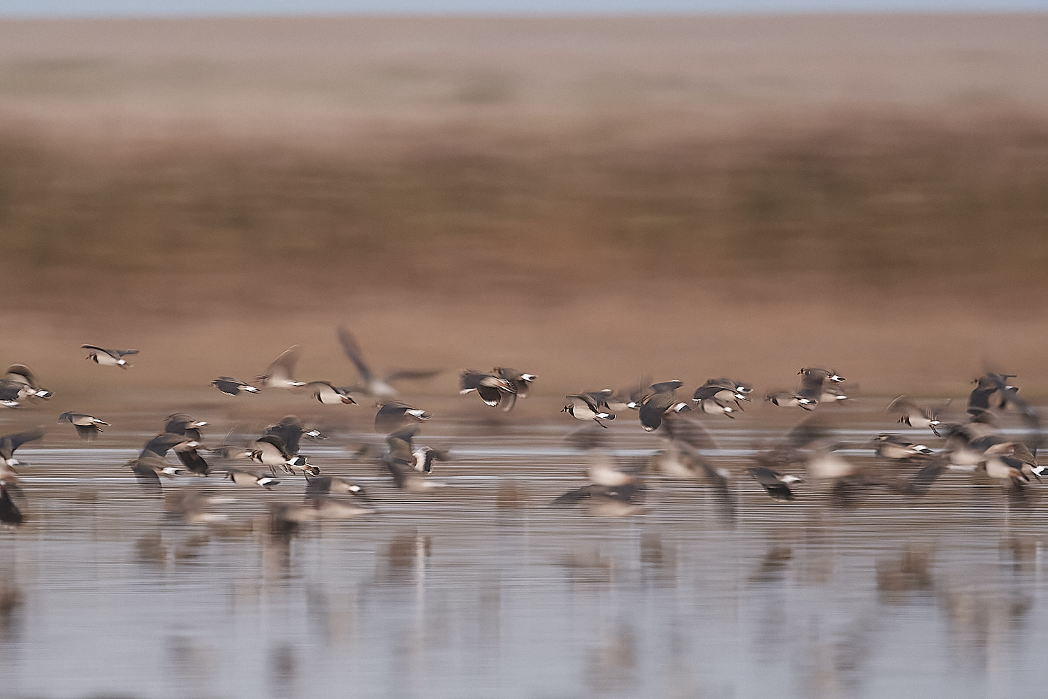 CleyLapwing301122-2-NEF_DxO_DeepPRIME