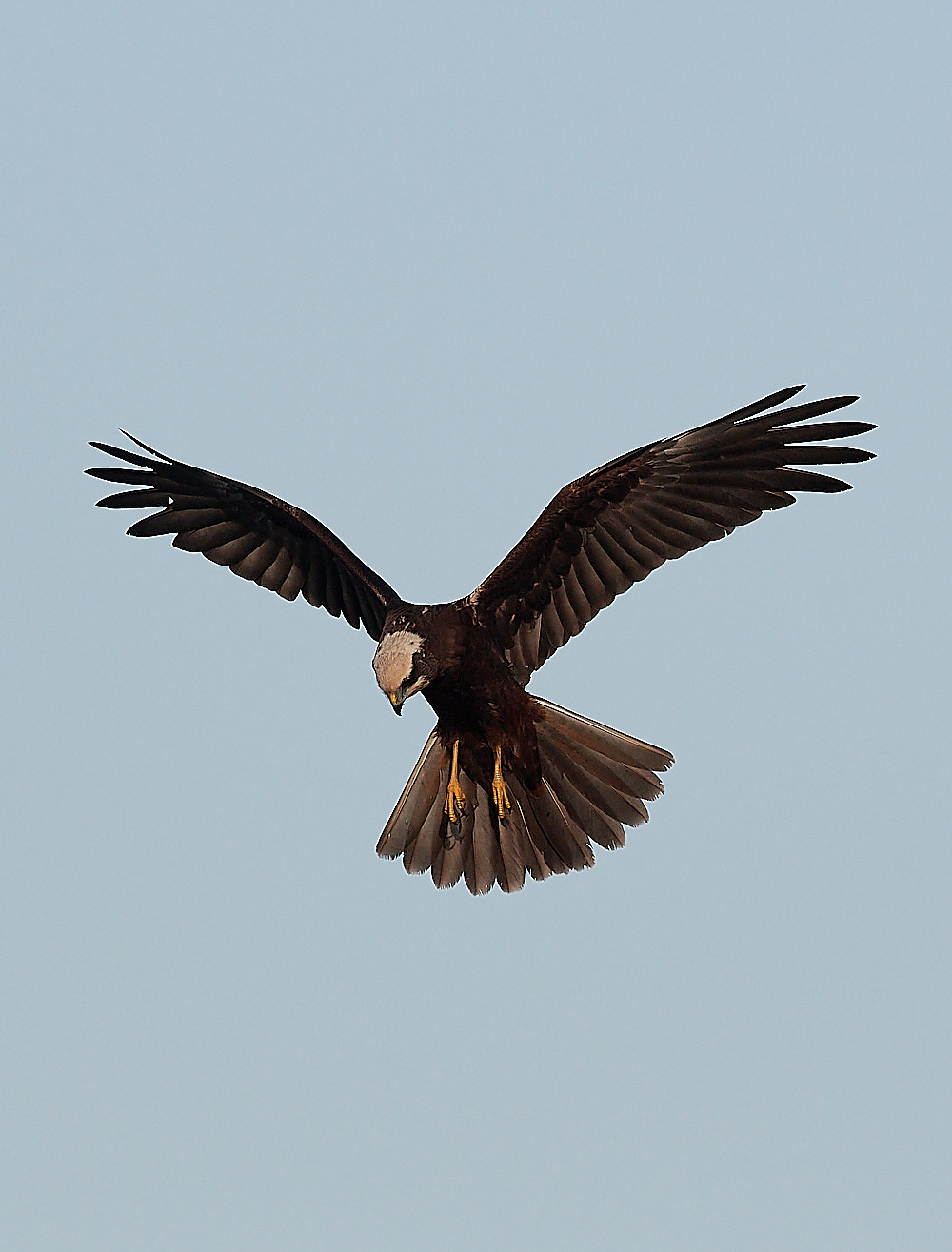 CleyMarshHarrier241222-2