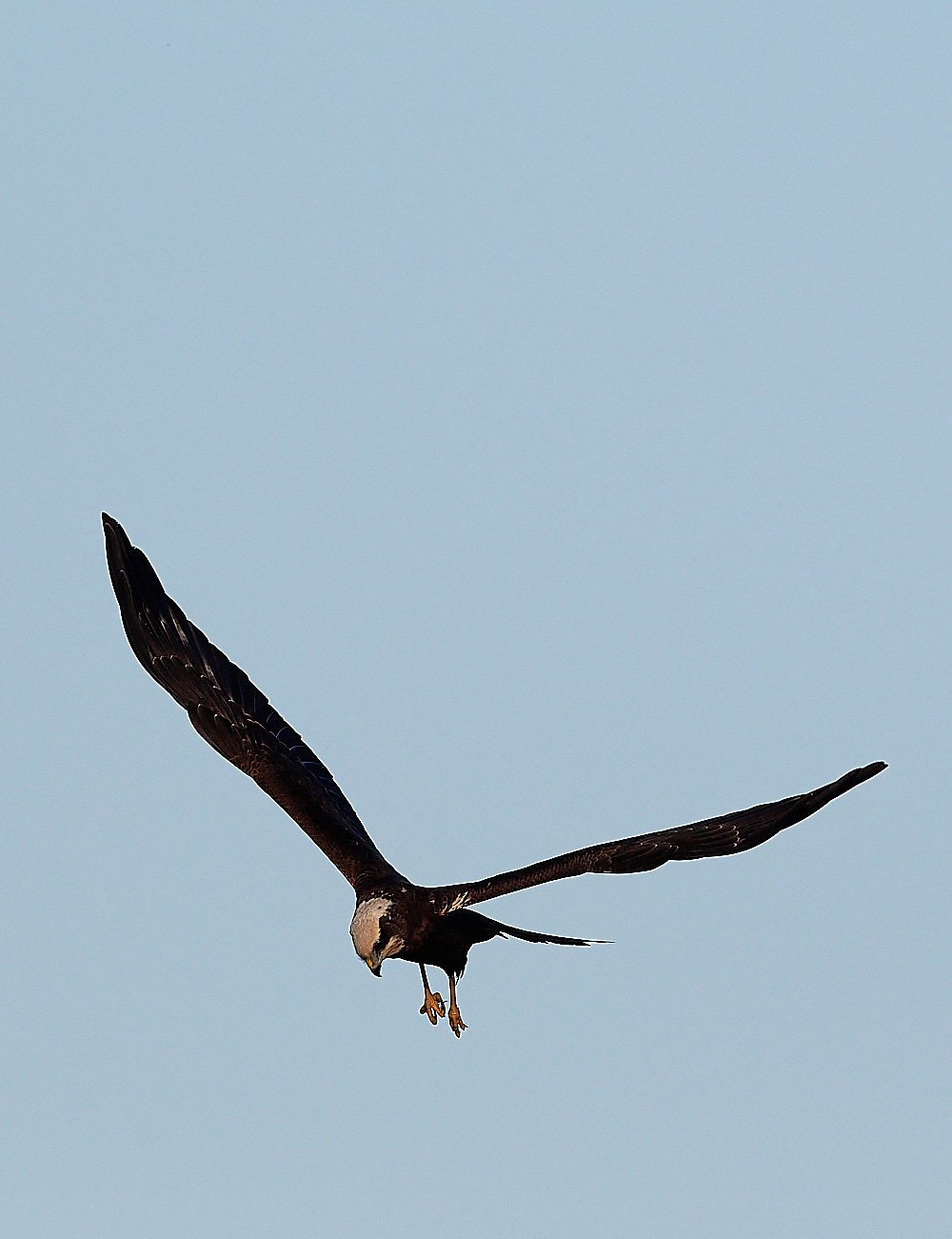 CleyMarshHarrier241222-3
