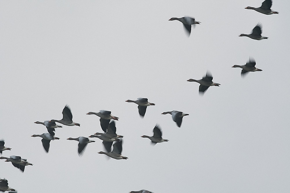 CleyPinkfoot011222-1-NEF_DxO_DeepPRIME