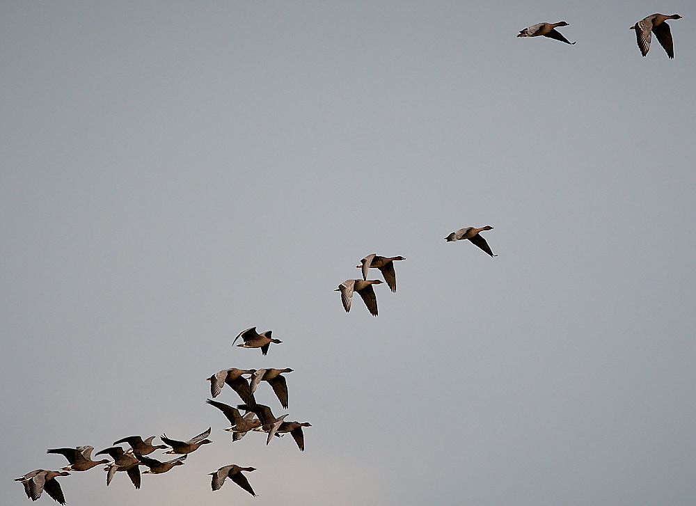 CleyPinkfoot021222-10