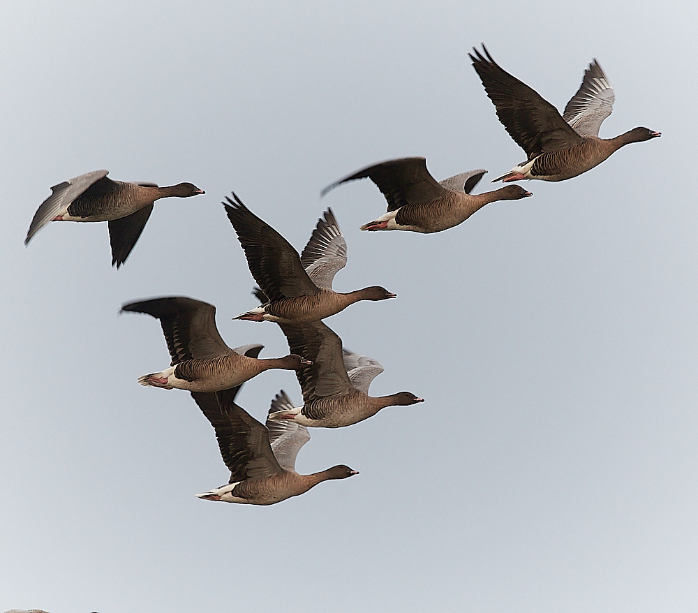 CleyPinkfoot021222-11