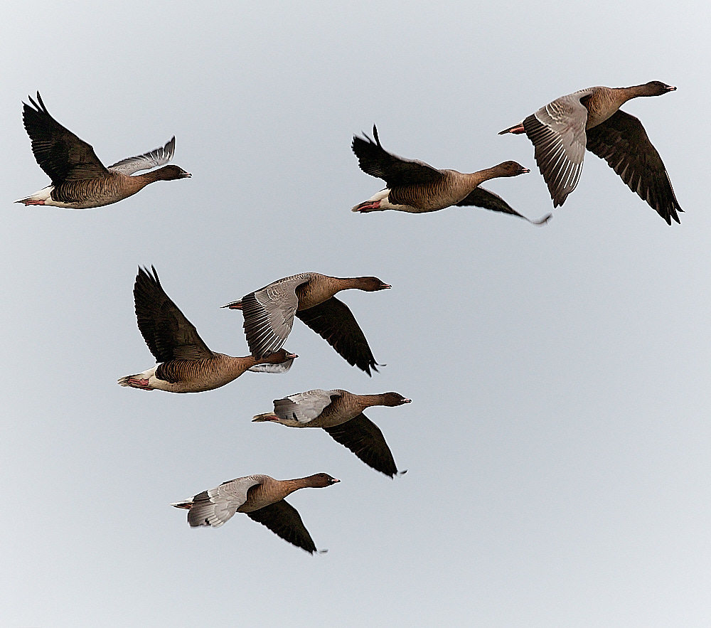 CleyPinkfoot021222-12