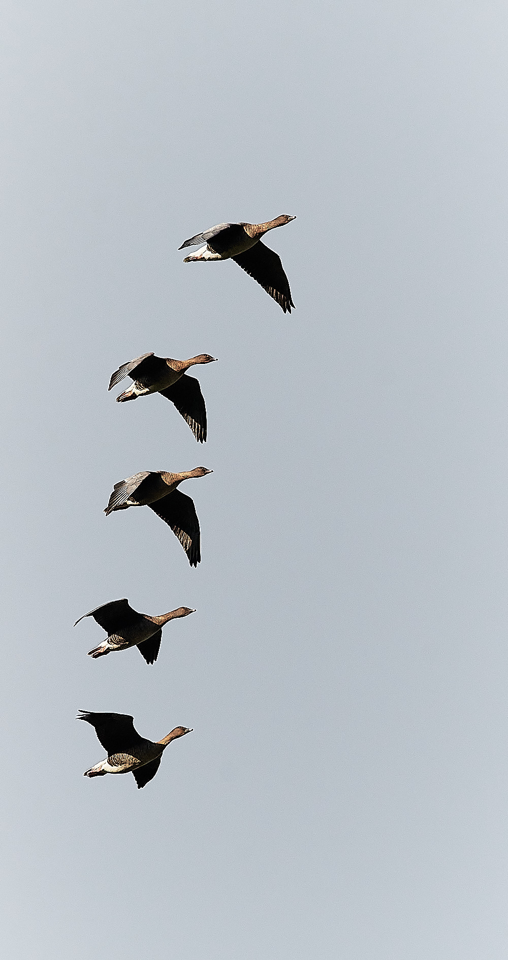 CleyPinkfoot021222-3