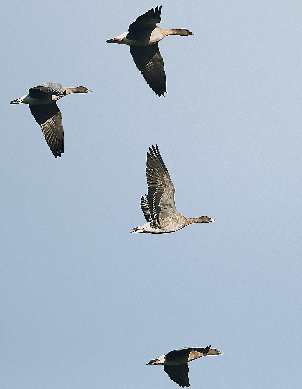 CleyPinkfoot021222-2