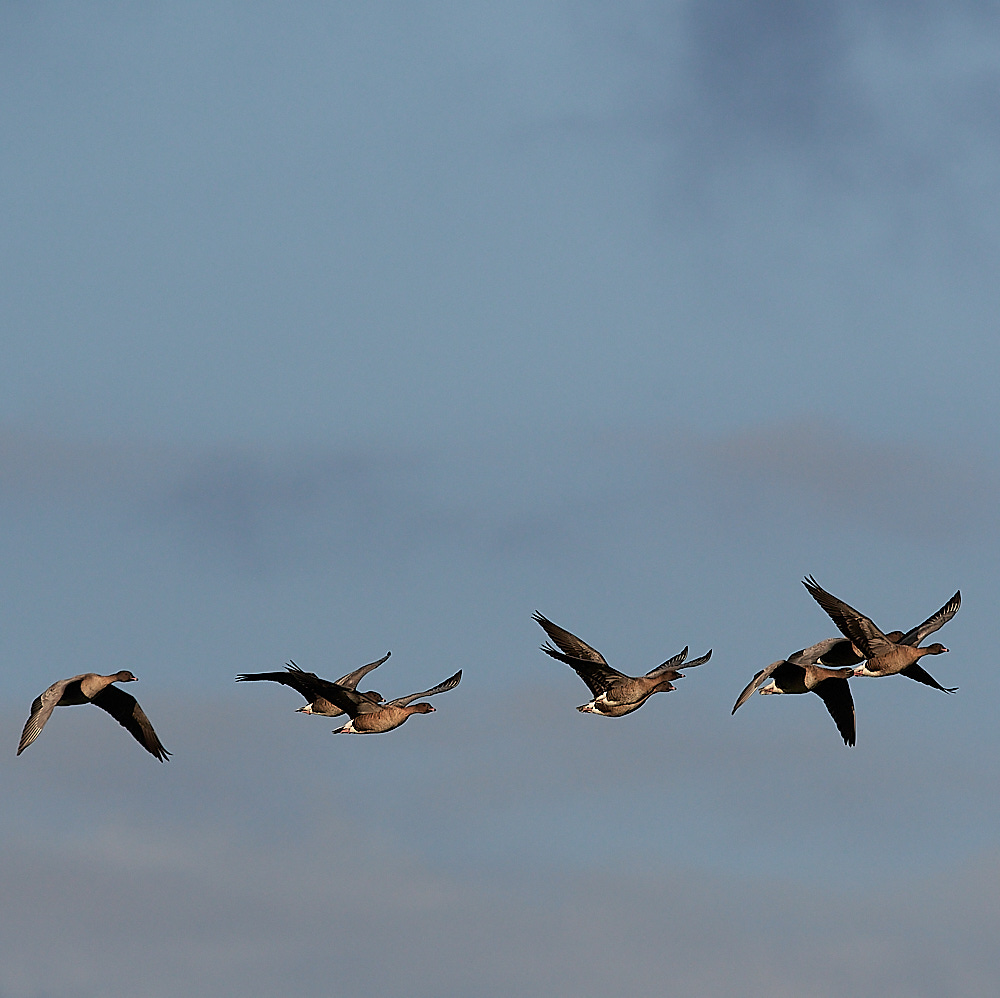 CleyPinkfoot021222-5