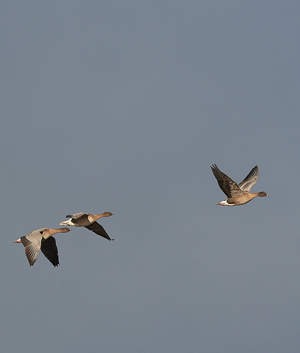 CleyPinkfoot021222-6