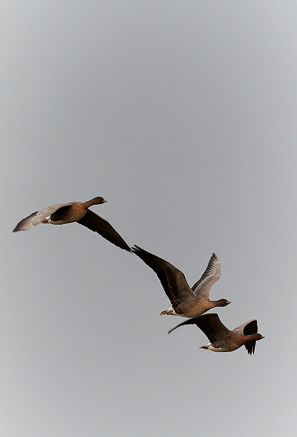 CleyPinkfoot021222-7