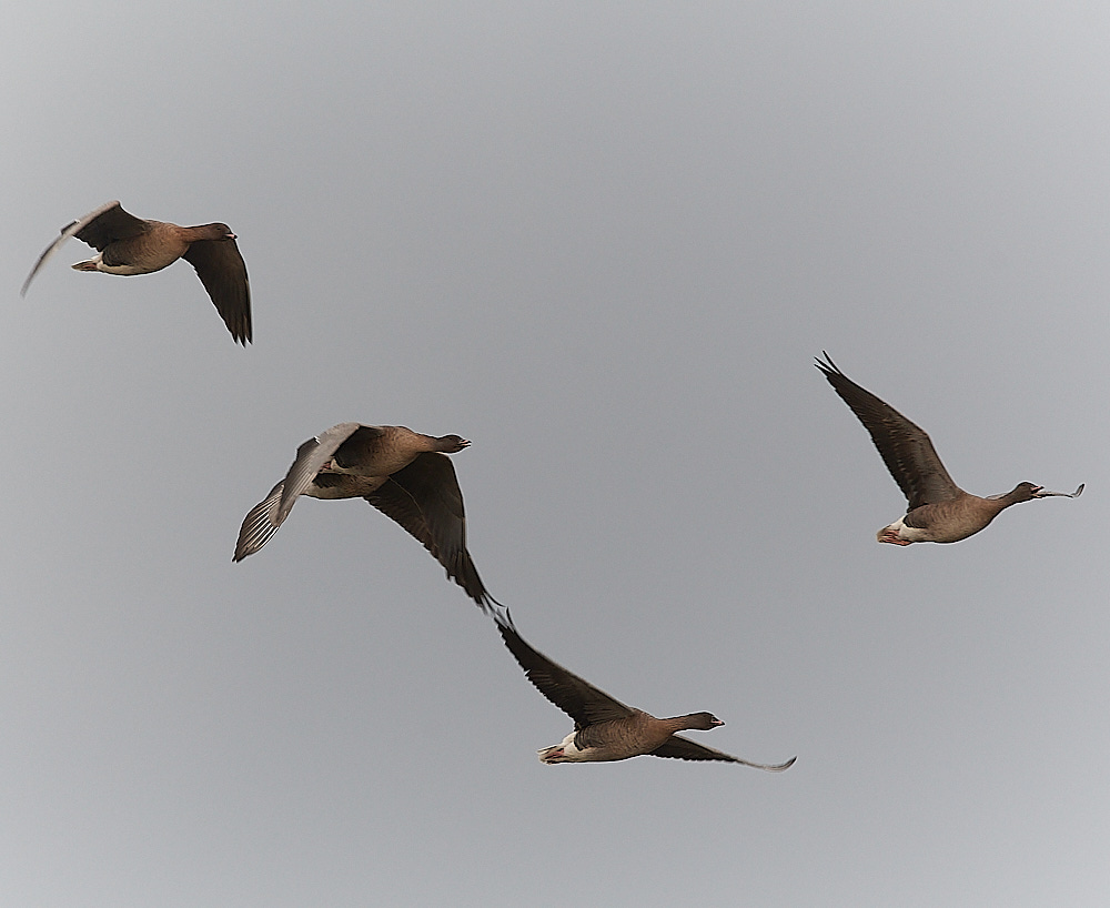 CleyPinkfoot021222-8