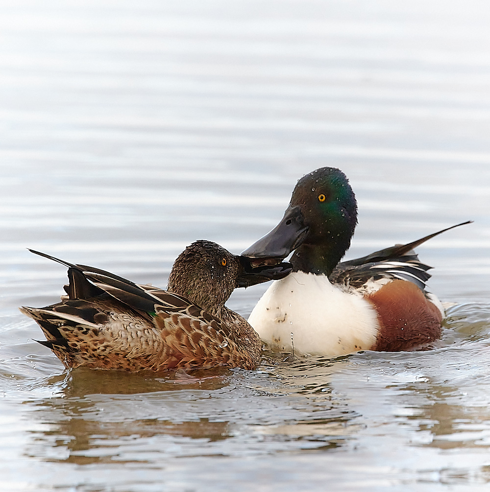 CleyShoveller021222-1