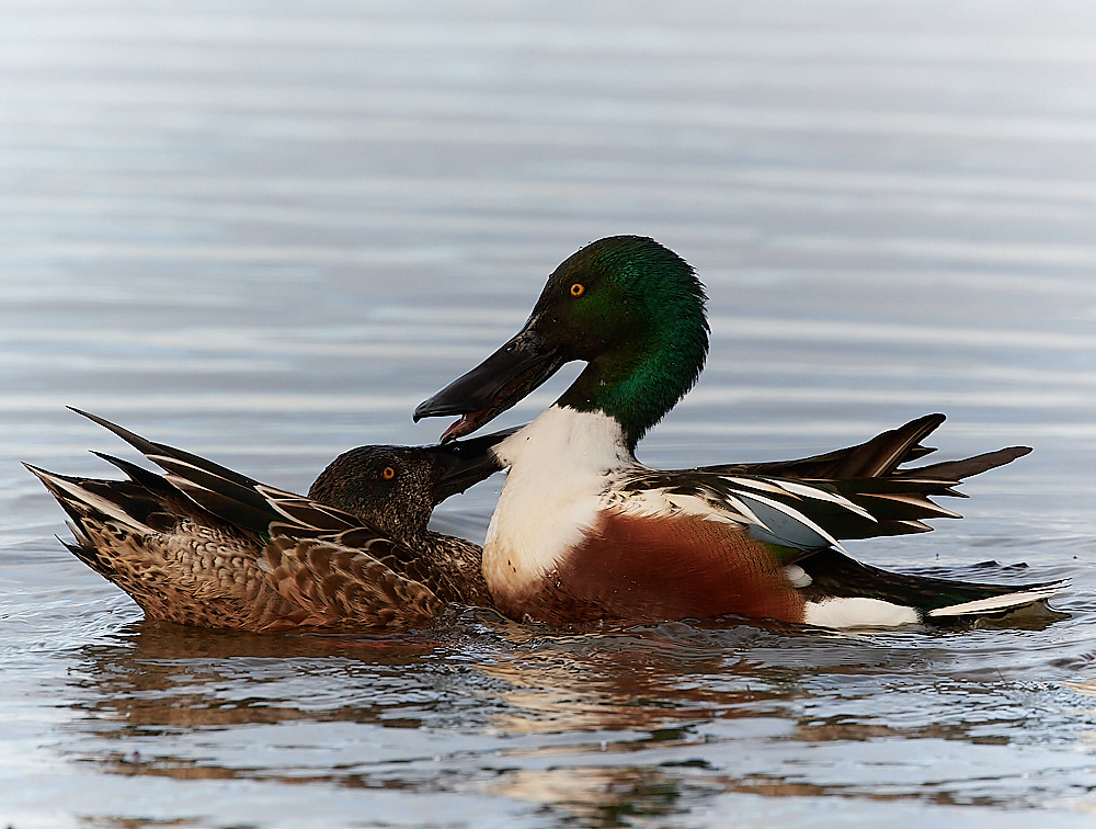 CleyShoveller021222-2