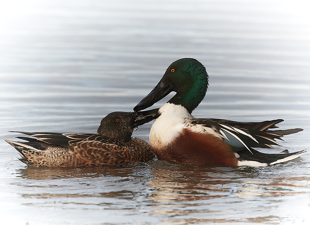 CleyShoveller021222-3