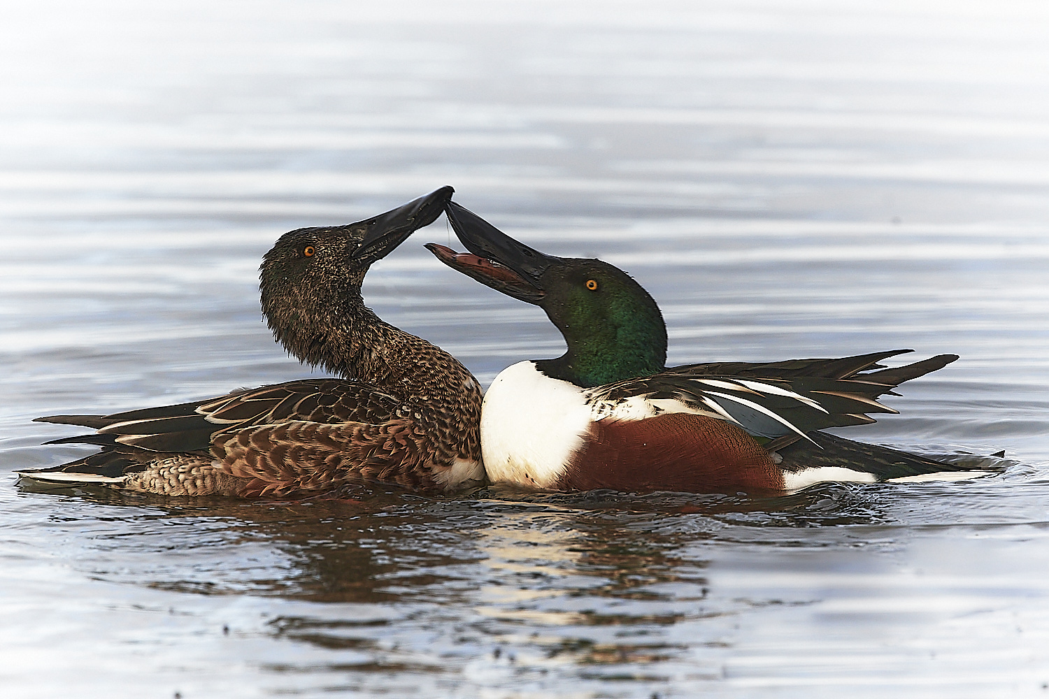 CleyShoveller021222-4 1