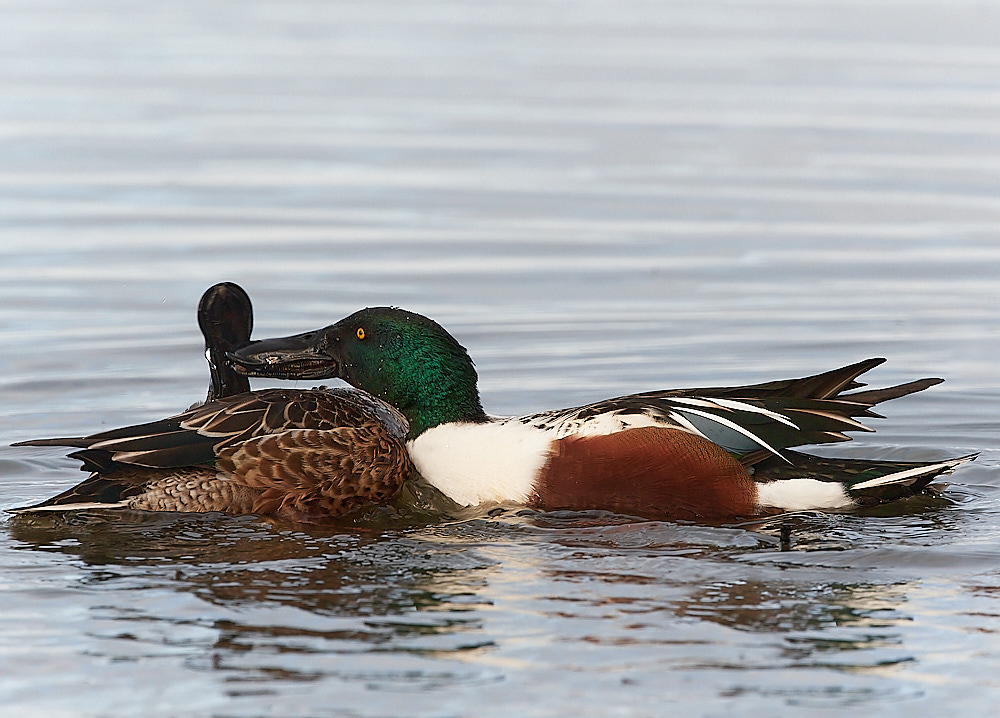 CleyShoveller021222-5